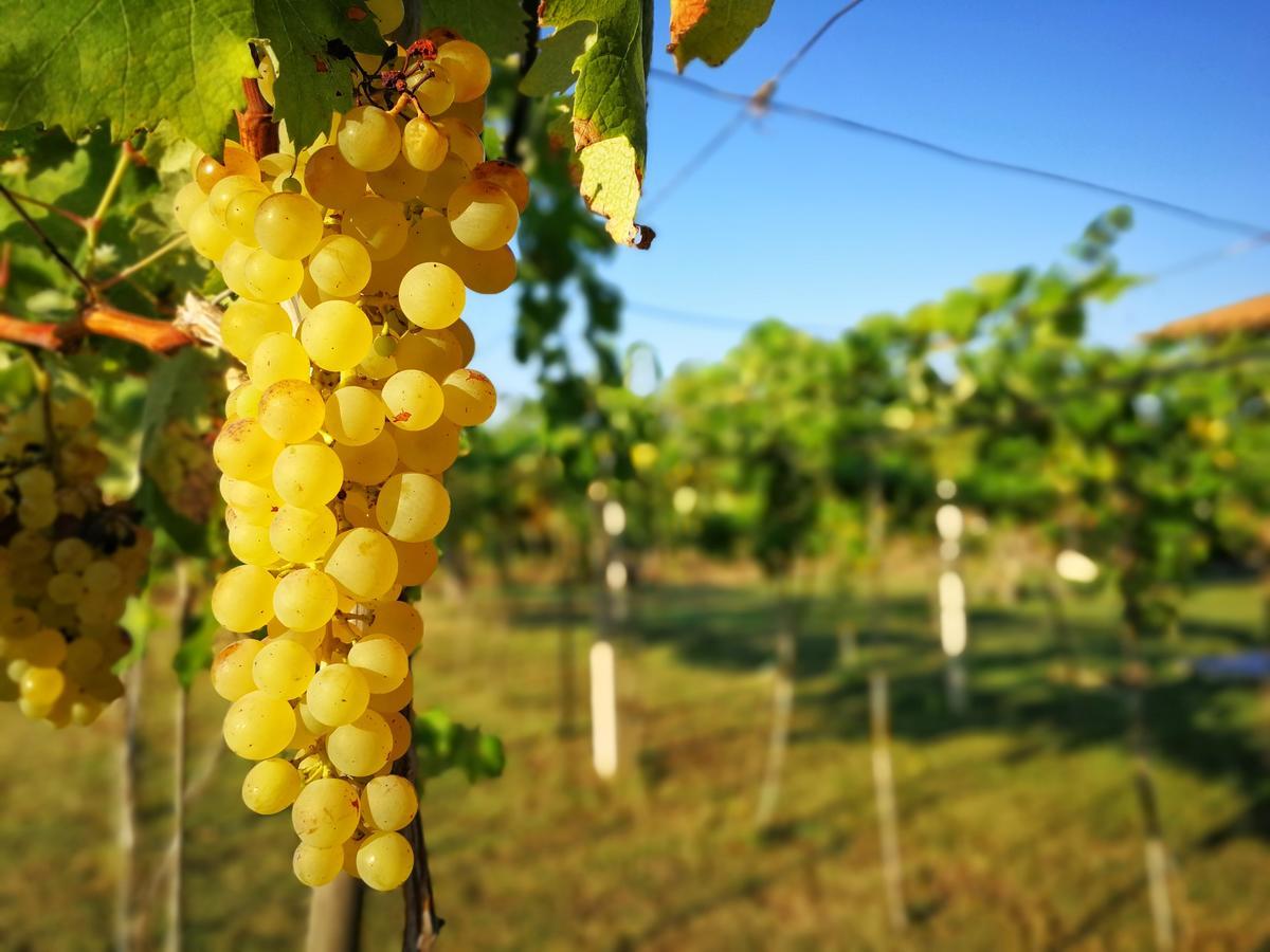 Agriturismo Graziano E Barbara 포르토 콘테 외부 사진